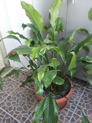 aprilie 2015 - Spathiphyllum