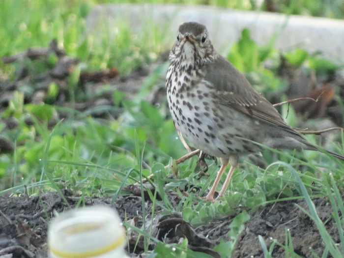 sturz cantator prin iarba - a-vizitatorii gradinii-2015