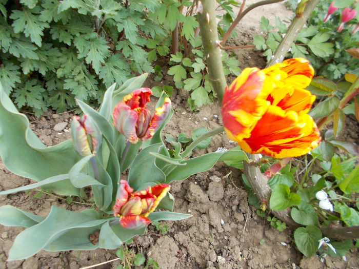DSCN1066 - Lalele-2015