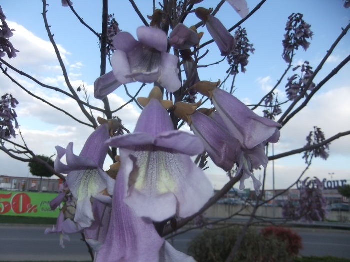 DSCF9265 - flori paulownia