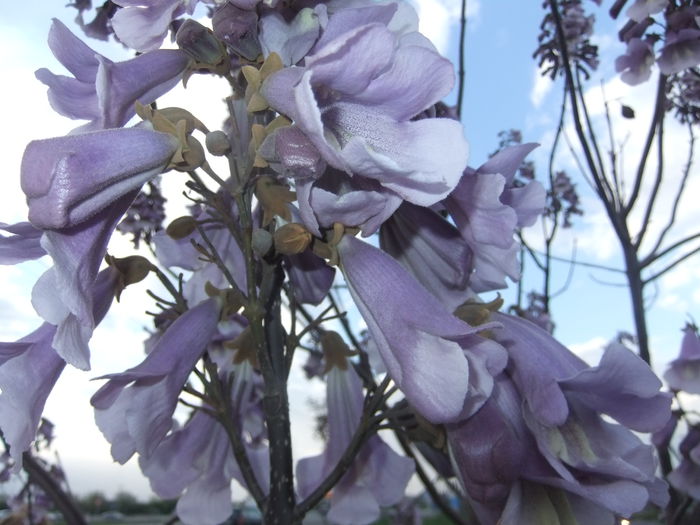 DSCF9263 - flori paulownia