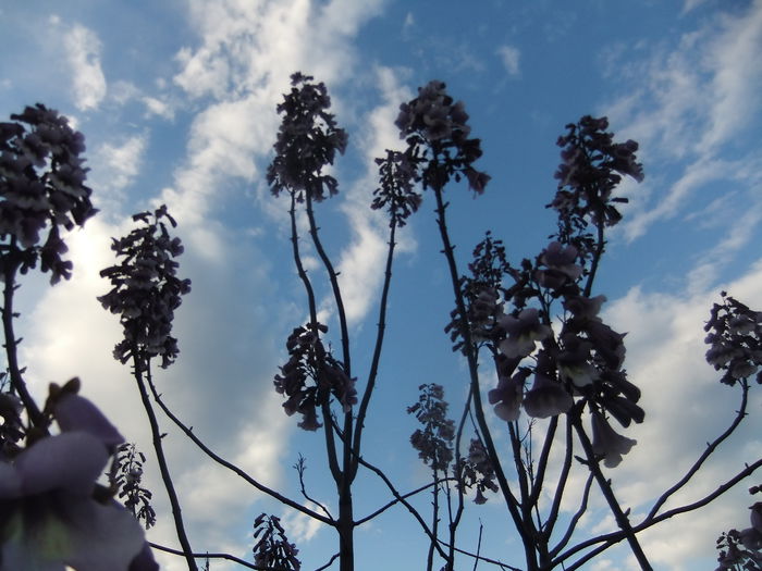 DSCF9262 - flori paulownia