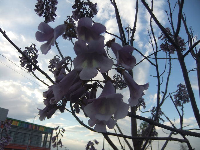 DSCF9261 - flori paulownia