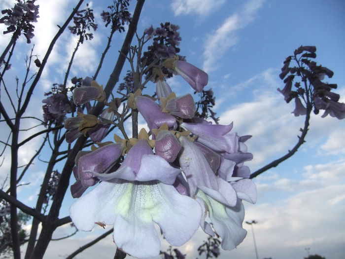 DSCF9259 - flori paulownia