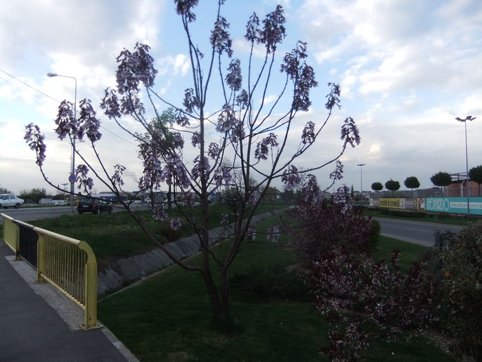 DSCF9258 - flori paulownia