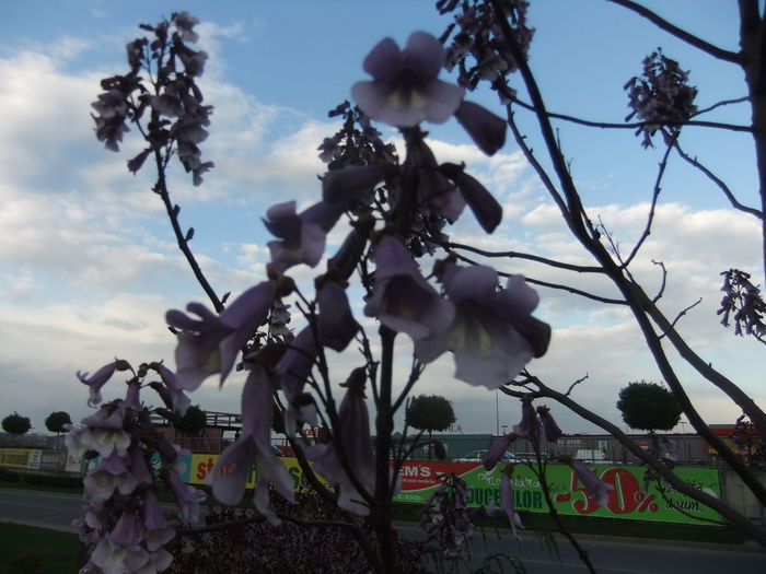 DSCF9256 - flori paulownia