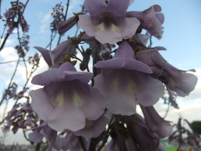 DSCF9255 - flori paulownia