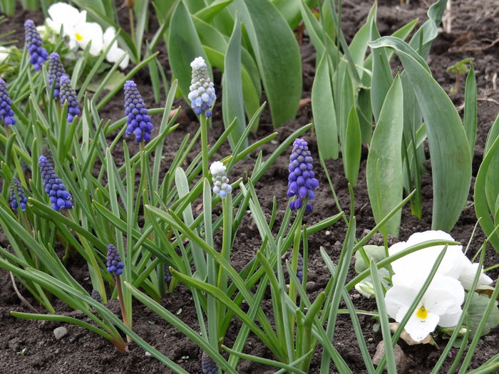 19 aprilie - A venit Primavara