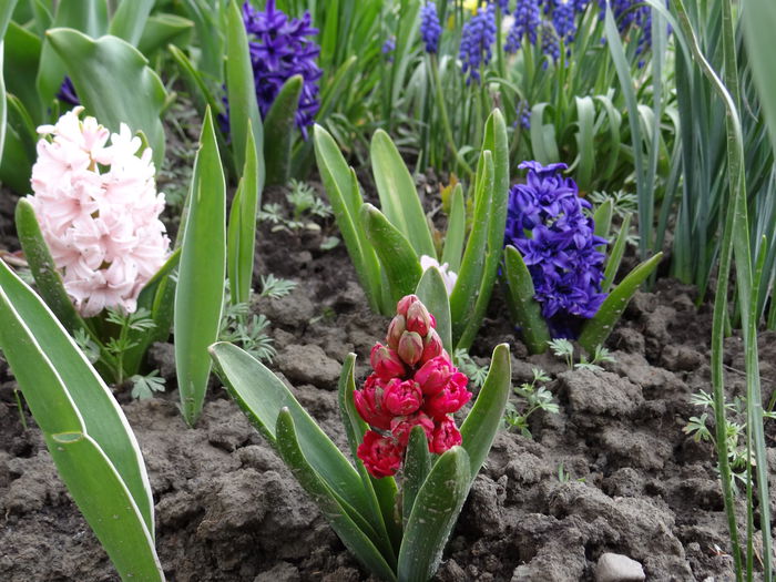 19 aprilie - A venit Primavara