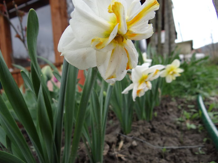 19 aprilie - A venit Primavara