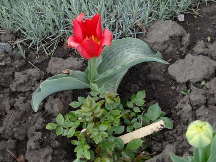 19 aprilie - A venit Primavara