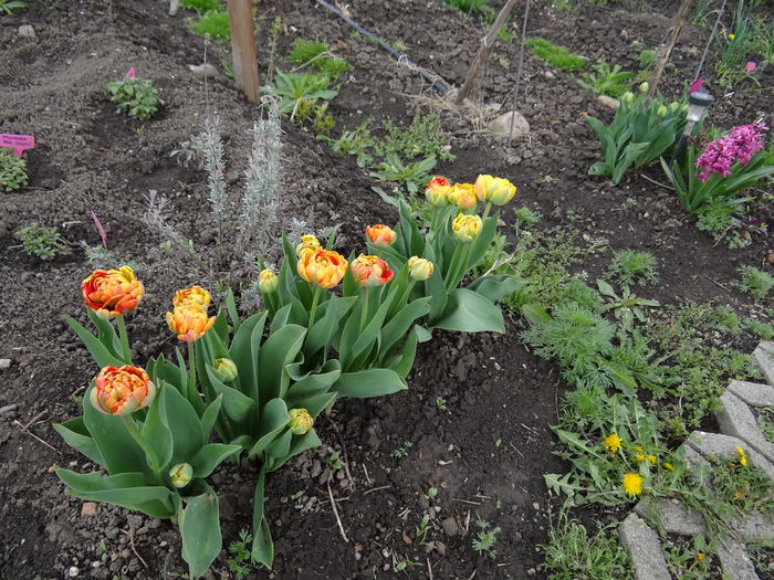 19 aprilie - A venit Primavara