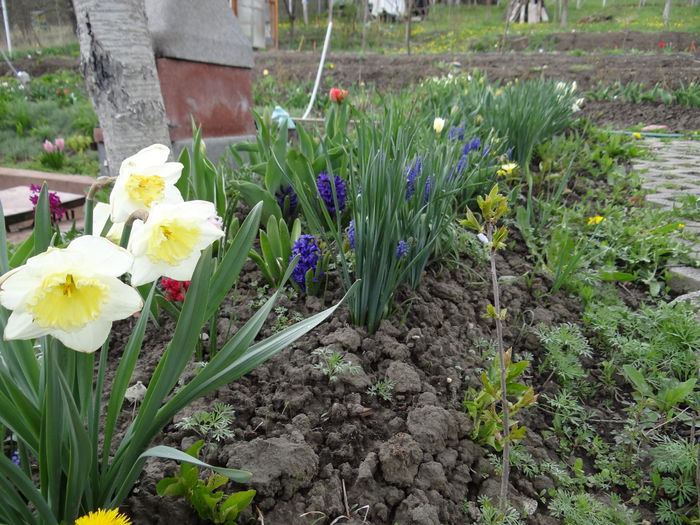 19 aprilie - A venit Primavara