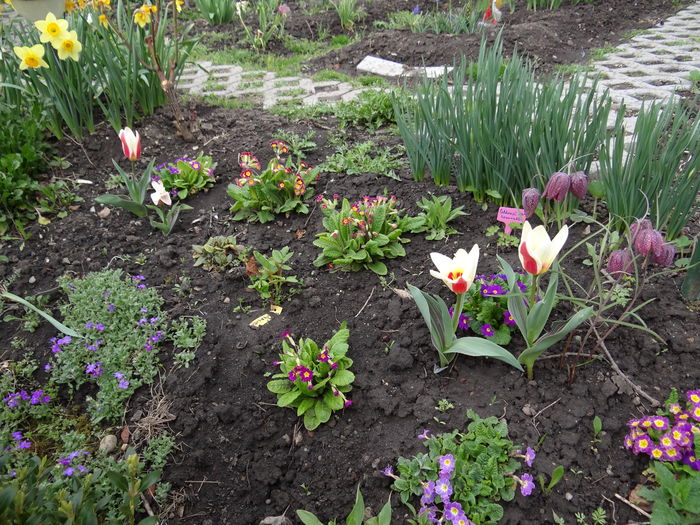 19 aprilie - A venit Primavara