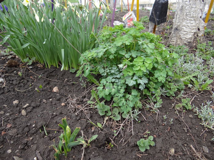 19 aprilie - A venit Primavara