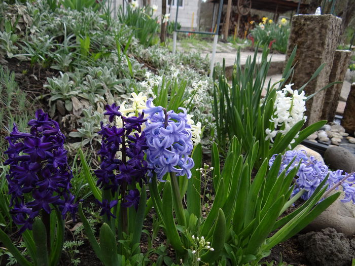 19 aprilie - A venit Primavara