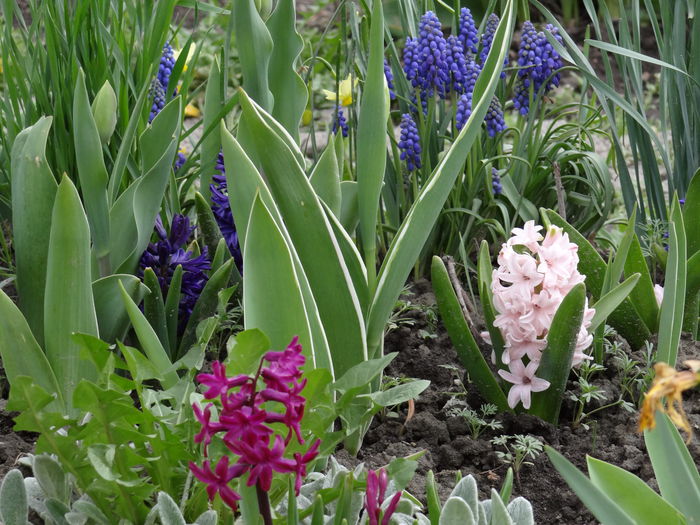 19 aprilie - A venit Primavara