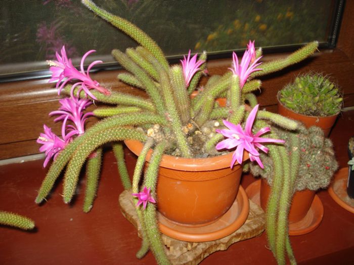 florile (1) - b 2015 - in interior