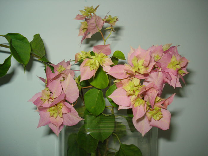 DSC00305 - BOUGAINVILLEA