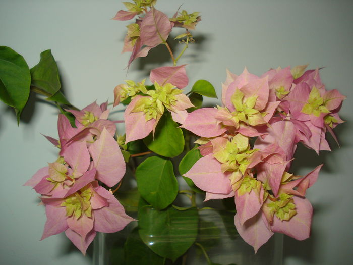 DSC00306 - BOUGAINVILLEA