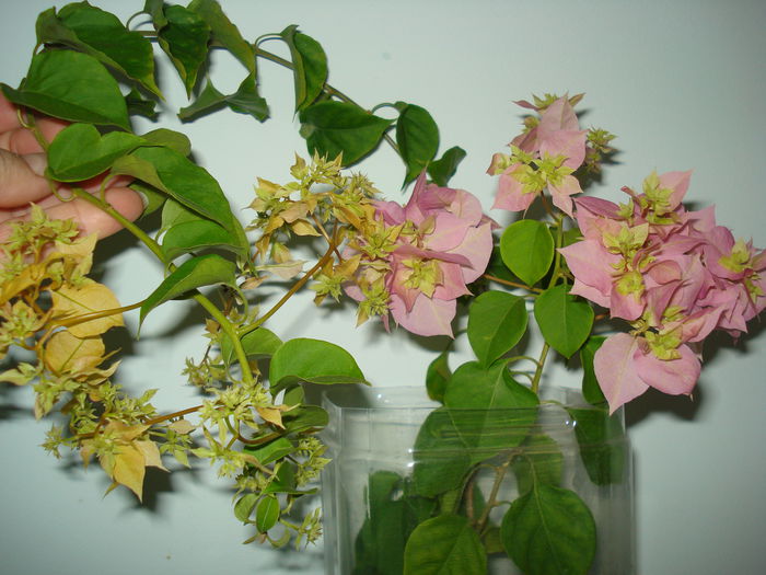 chinuite rau... - BOUGAINVILLEA