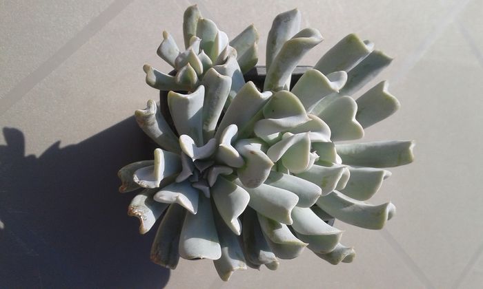 echeveria runyonii - cactusi si suculente