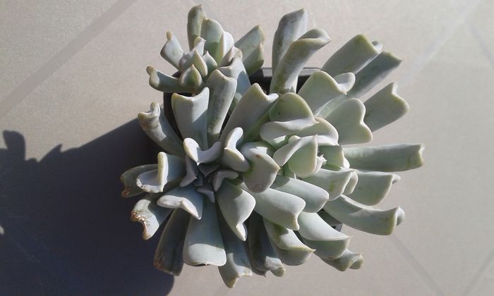 echeveria runyonii