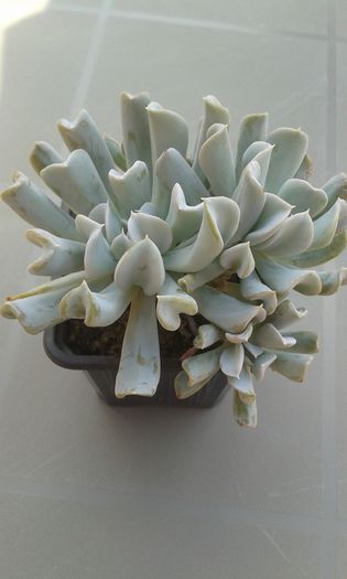 20150419_113726 - cactusi si suculente