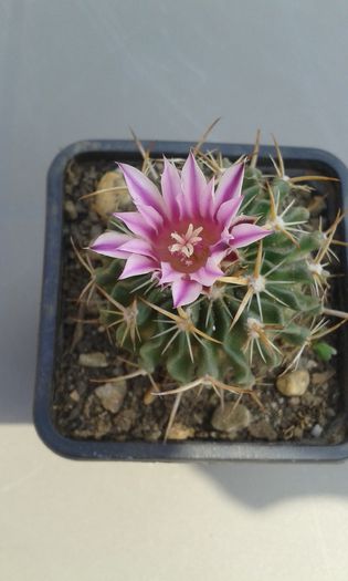 echinofossulocactus-(stenocactus crispatus) - cactusi si suculente