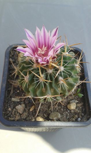 20150419_113756 - cactusi si suculente
