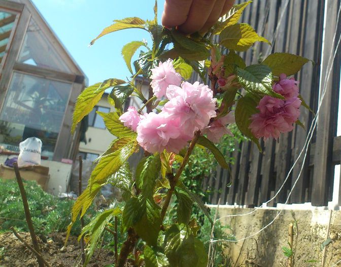 prunus serrulata kanzan - gradina2013-2016