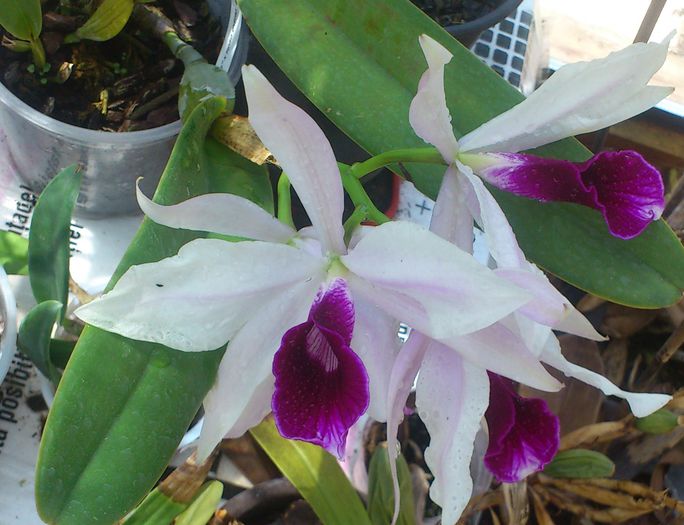 DSC_3044 - Laelia