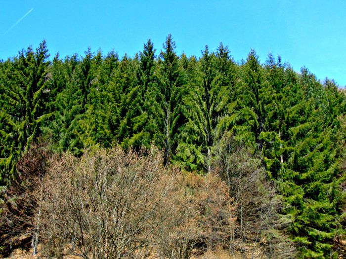 DSC06660 - Poze natura