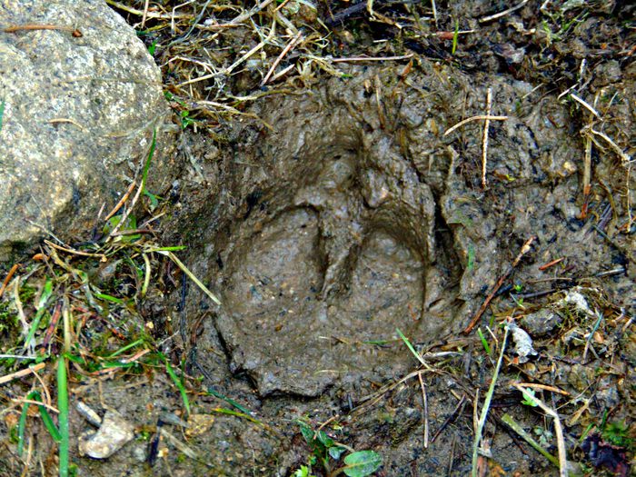 urma de porc mistret - Poze natura