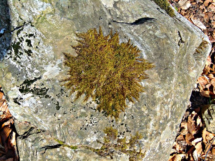 DSC06697 - Poze natura