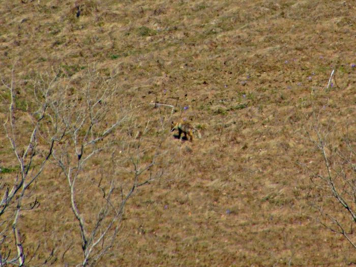 vulpea la vanatoare - Poze natura