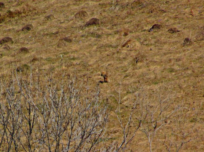 DSC06701 - Poze natura
