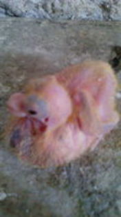 102819683_DZVJRVM3[1]