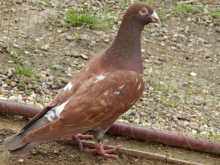 mascul - 6 Voiajori Meulemans