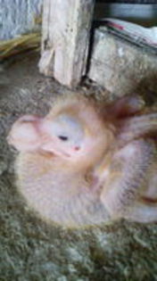 102819662_SVFBYSL[1]