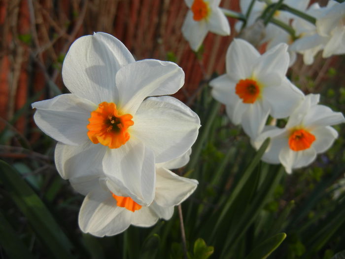 Narcissus Geranium (2015, April 11) - Narcissus Geranium