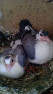 102819172_WNLSMAM3[1]