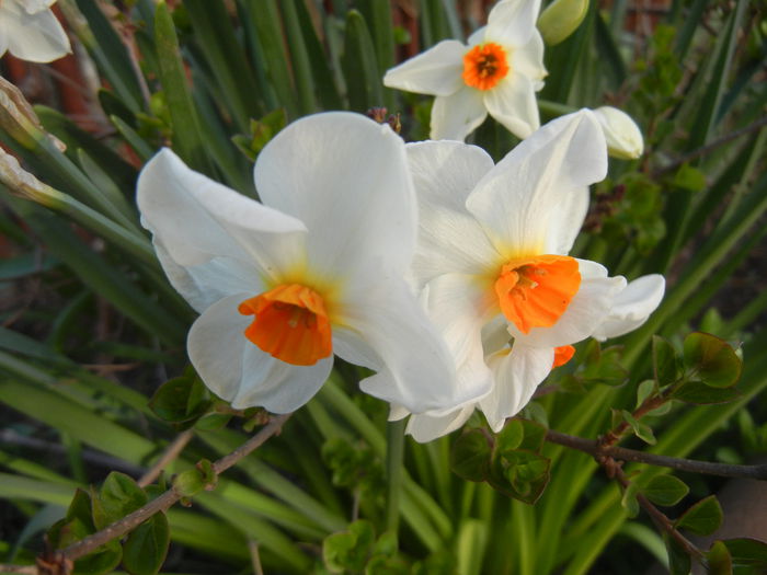Narcissus Geranium (2015, April 11) - Narcissus Geranium