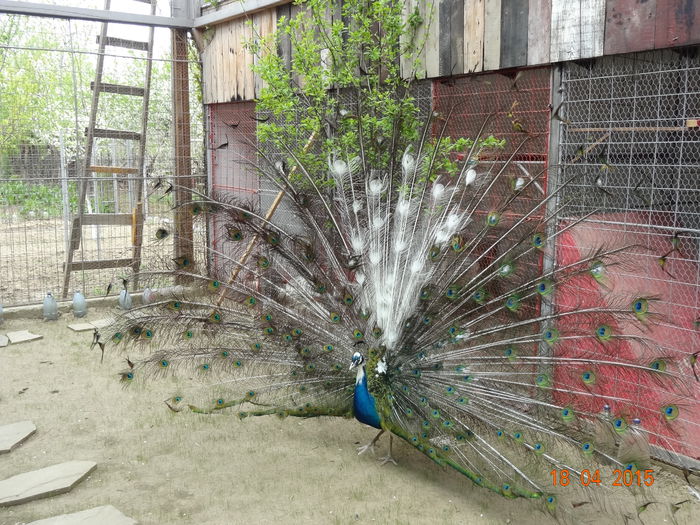 DSC07435