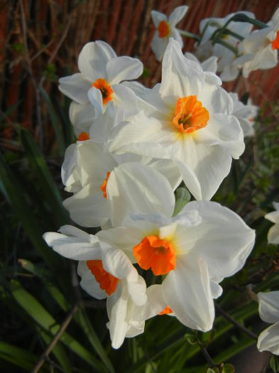 Narcissus Geranium (2015, April 11)