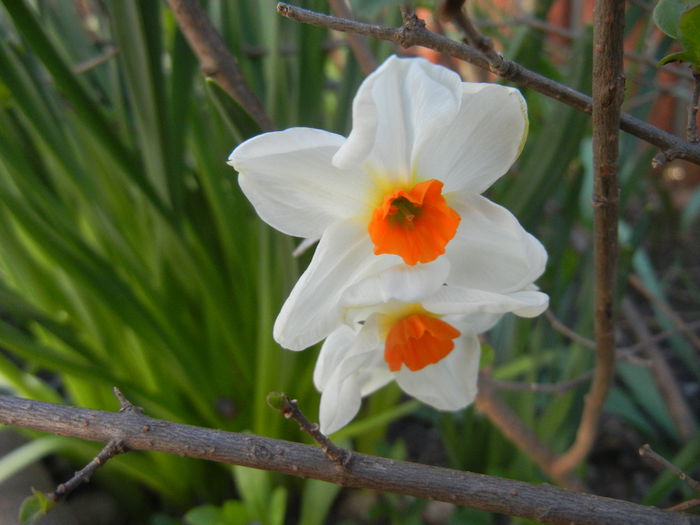 Narcissus Geranium (2015, April 11) - Narcissus Geranium