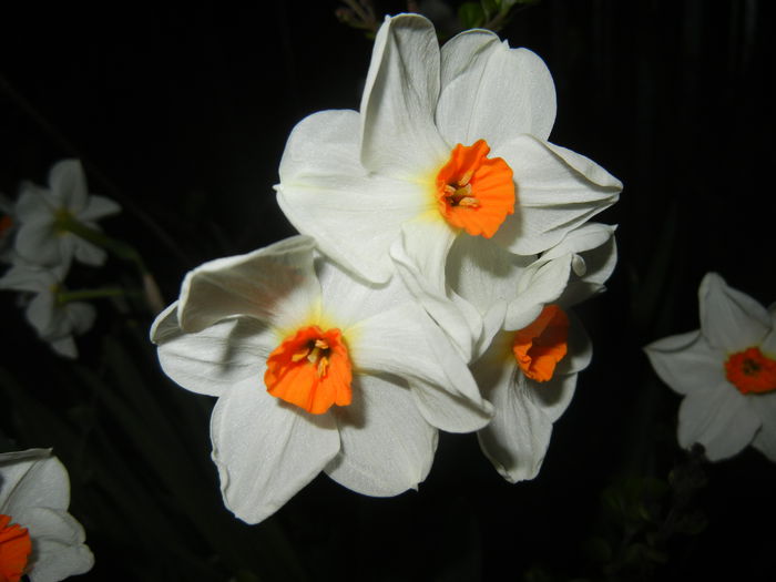 Narcissus Geranium (2015, April 12) - Narcissus Geranium