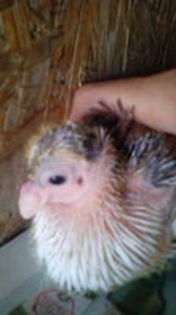 102819634_KZOMMGN[1]