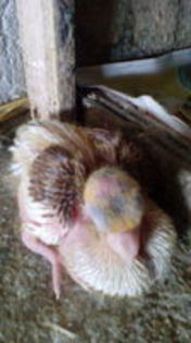 102819686_CSLOLUZ3[1] - pui 2015