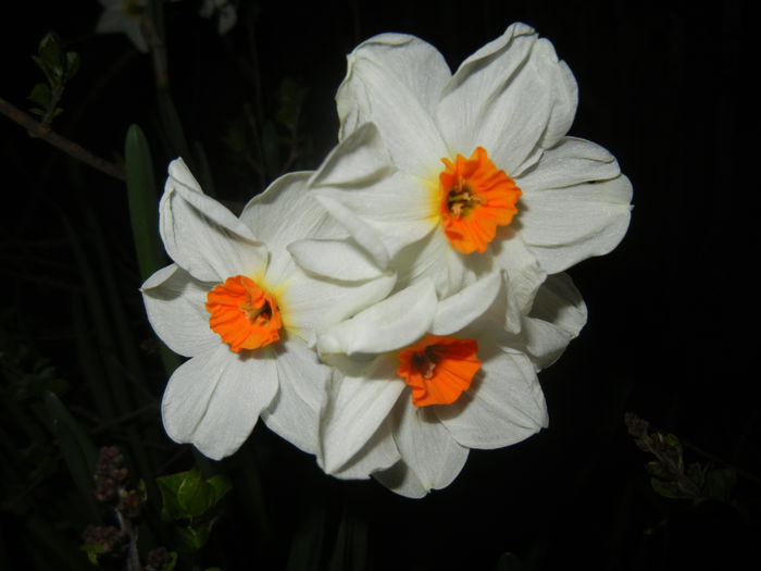 Narcissus Geranium (2015, April 12) - Narcissus Geranium